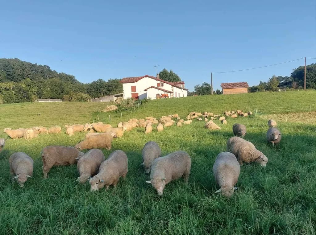 Mouton à Résilience