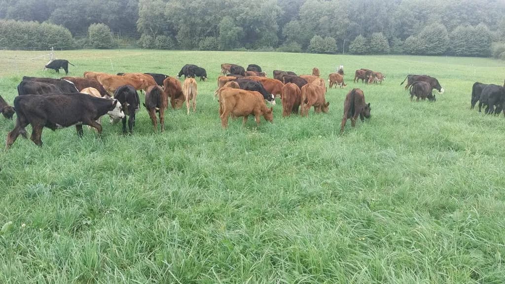 Bovins à Résilience