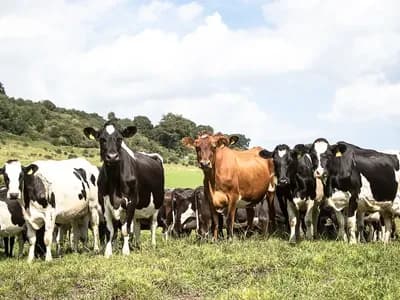 Cover Les principales races laitières en Nouvelle-Zélande