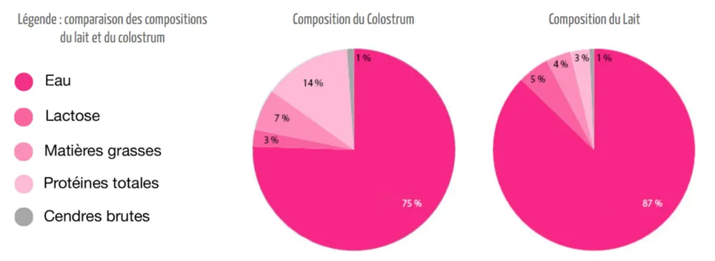 Comparaison et constitution du lait de colostrum