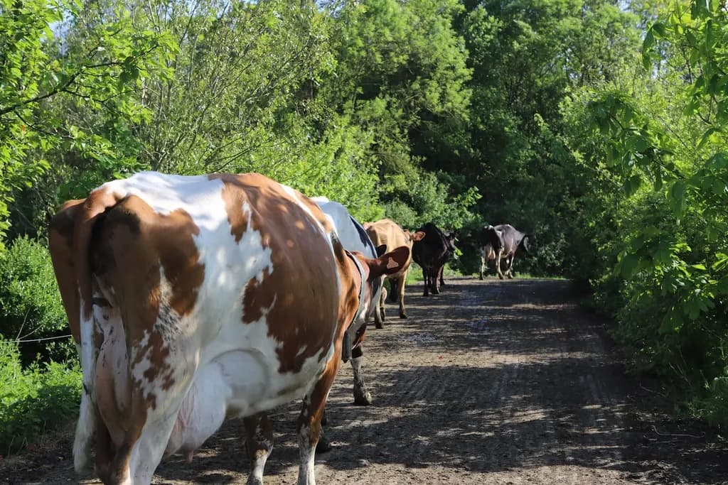 GAEC MALABRIT - IMG_4611