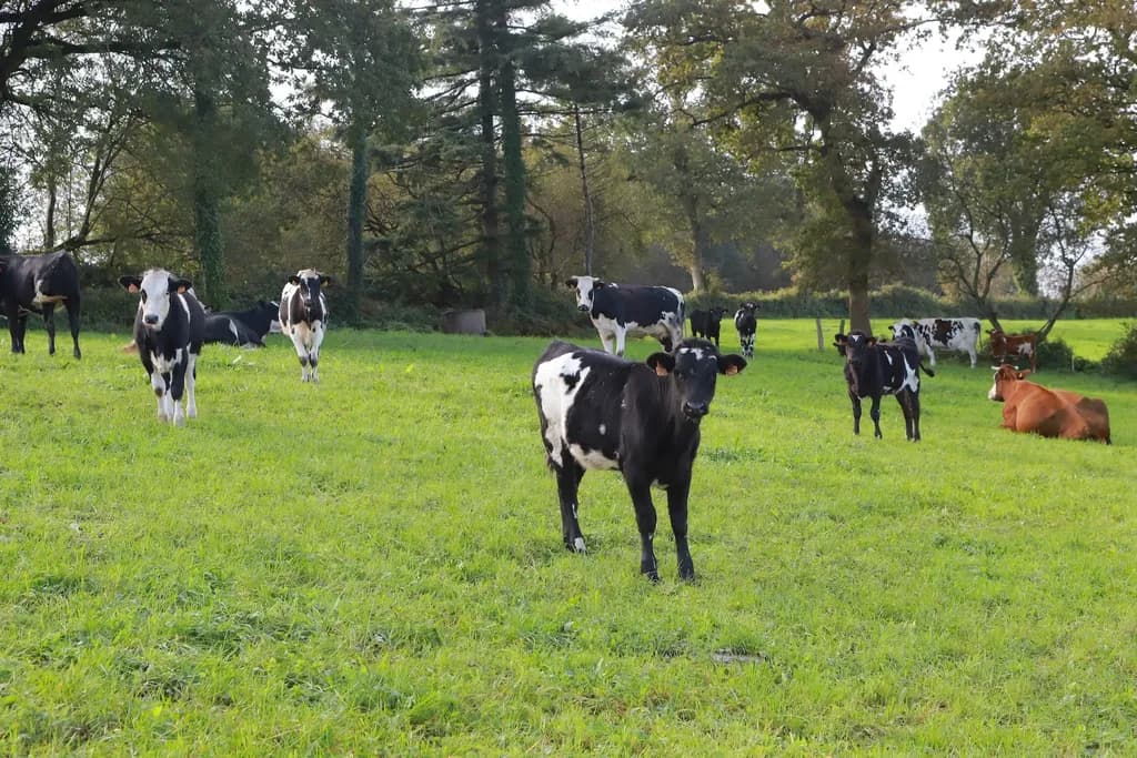 Génisses KiwiCross au pâturage