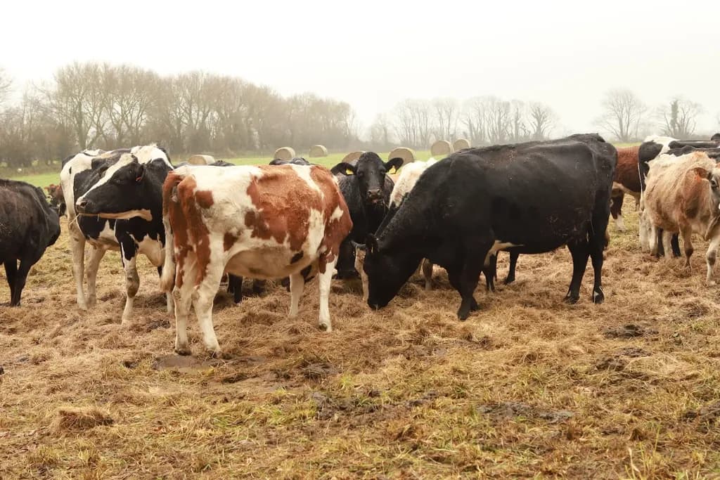 Vaches au balegrazing